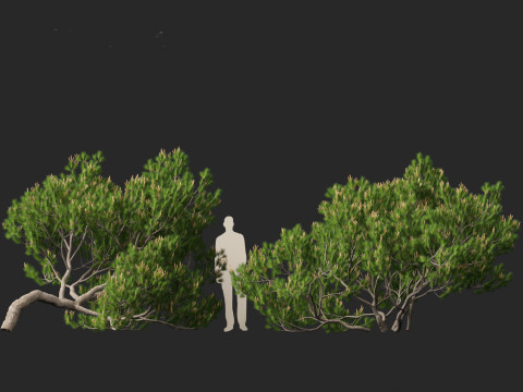 Pinus mugo - Swiss mountain pine 3D Model