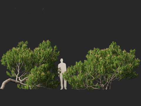 Pinus mugo &ndash; Pino mugo Modello 3D