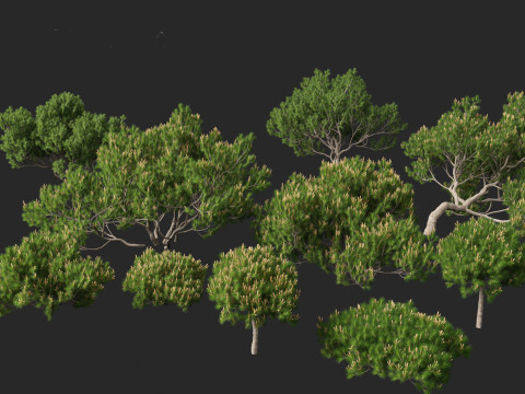 Pinus mugo - Swiss mountain pine 3D Model