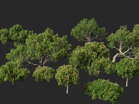 Pinus mugo &ndash; Pino mugo Modello 3D