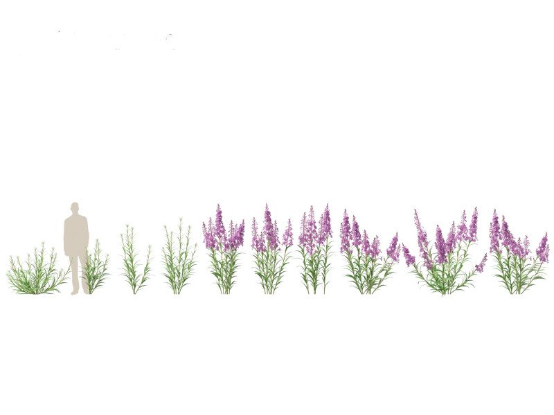 Epilobium angustifolium - Fireweed 3D Model .c4d .max .obj .3ds .fbx .stl .blend 