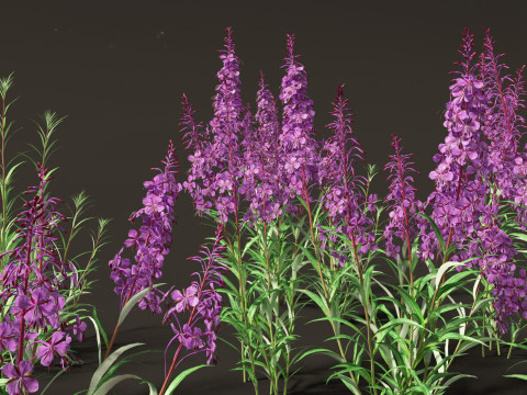 Epilobium angustifolium - Fireweed 3D Model