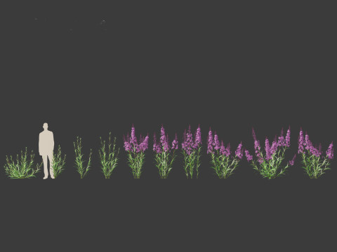 Epilobium angustifolium - Fireweed 3D Model