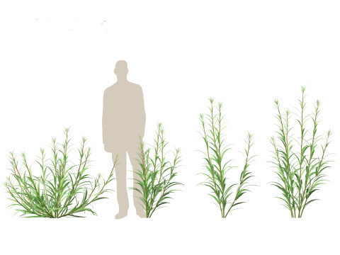 Epilobium angustifolium - Fireweed 3D Model