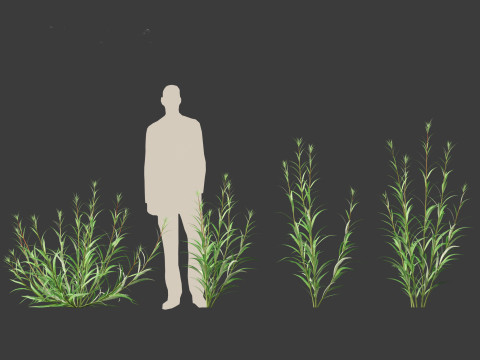 Epilobium angustifolium - Fireweed 3D Model
