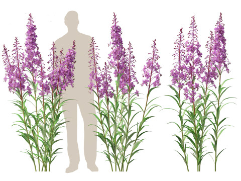 Epilobium angustifolium - Fireweed 3D Model