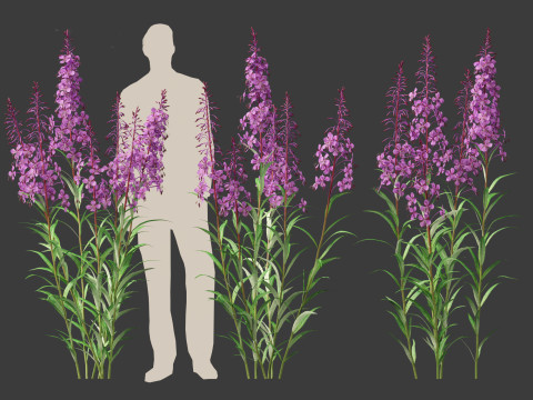 Epilobium angustifolium - Fireweed 3D Model