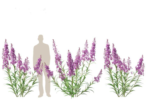 Epilobium angustifolium - Erva-do-fogo Modelo 3D