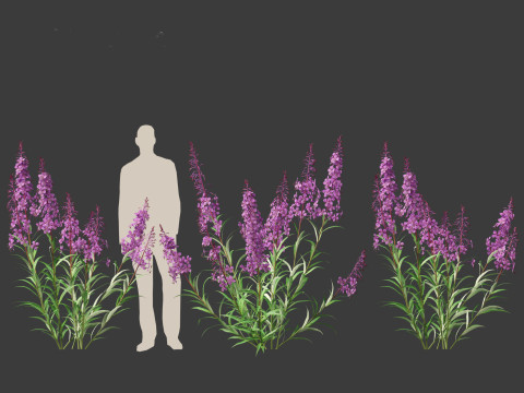 Epilobium angustifolium - Fireweed 3D Model