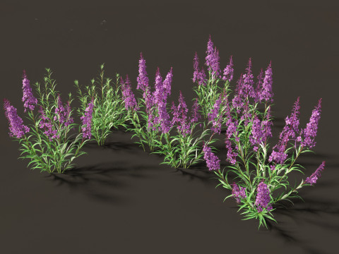 Epilobium angustifolium - Fireweed 3D Model