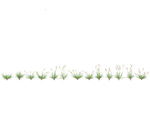 Eleusine indica - Indian Goosegrass 01 Grass 3D Model