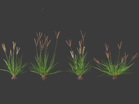 Eleusine indica - Indian Goosegrass 01 Grass 3D Model