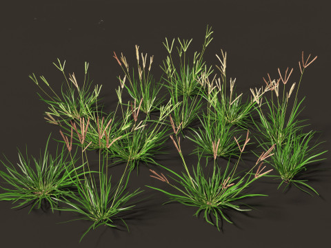 Eleusine indica - Indian Goosegrass 01 Grass 3D Модель