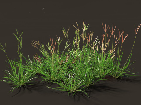 Eleusine indica - Indian Goosegrass 01 Grass 3D Model