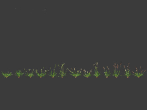 Eleusine indica - Indian Goosegrass 01 Grass 3D Model