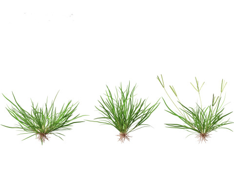 Eleusine indica - Indian Goosegrass 01 Grass 3D Model