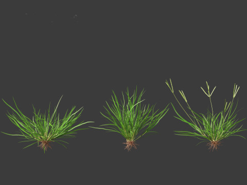 Eleusine indica - Indian Goosegrass 01 Grass 3D Model
