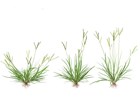 Eleusine indica - Indian Goosegrass 01 Grass 3D Model