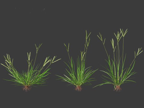Eleusine indica - Indian Goosegrass 01 Grass 3D Model