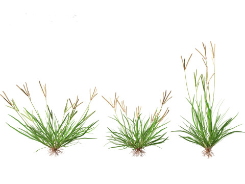 Eleusine indica - Indian Goosegrass 01 Grass 3D Model