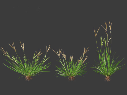 Eleusine indica - Indian Goosegrass 01 Grass 3D Model