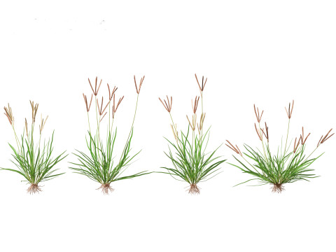 Eleusine indica - Indian Goosegrass 01 Grass 3D Model
