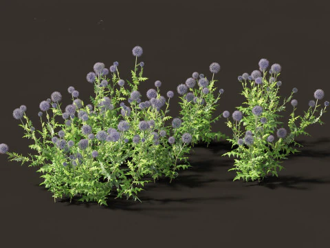 Echinops banaticus - Blue globe-thistle 3D Model