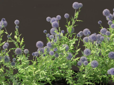 Echinops banaticus - Blue globe-thistle 3D Model