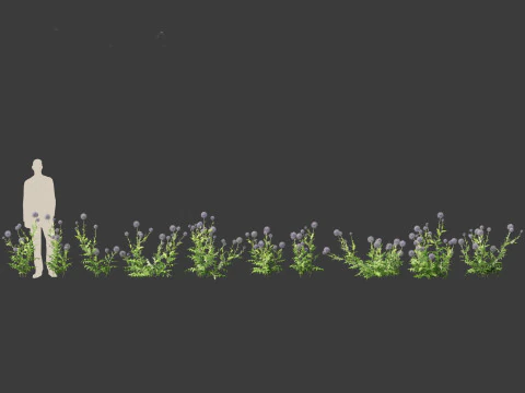 Echinops banaticus - Blue globe-thistle 3D Model