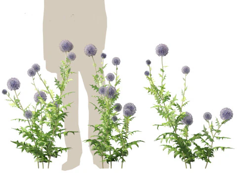 Echinops banaticus - Blue globe-thistle 3D Model