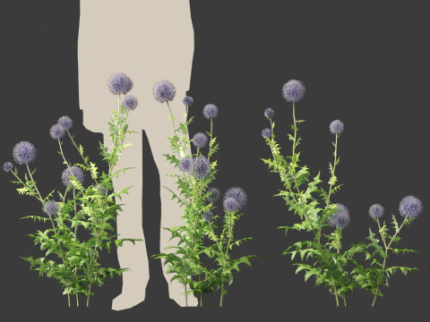 Echinops banaticus - Blue globe-thistle 3D Model