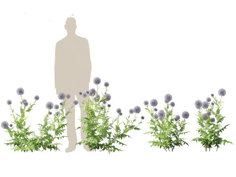 Echinops banaticus - Blue globe-thistle 3D Model