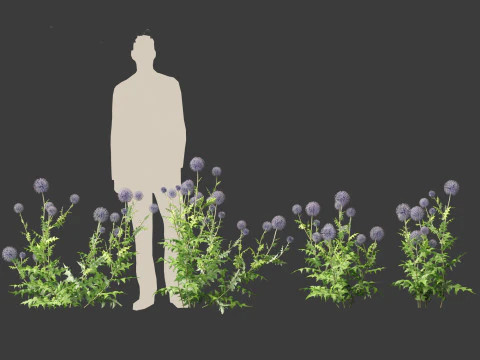 Echinops banaticus - Blue globe-thistle 3D Model