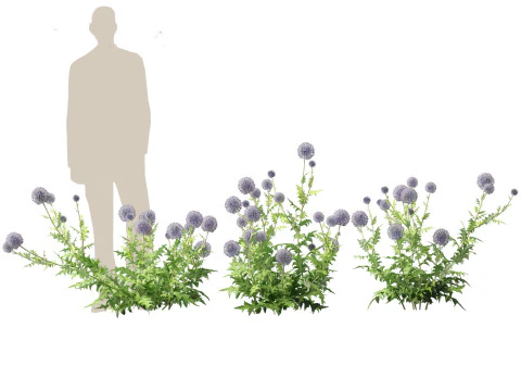 Echinops banaticus - Blue globe-thistle 3D Model