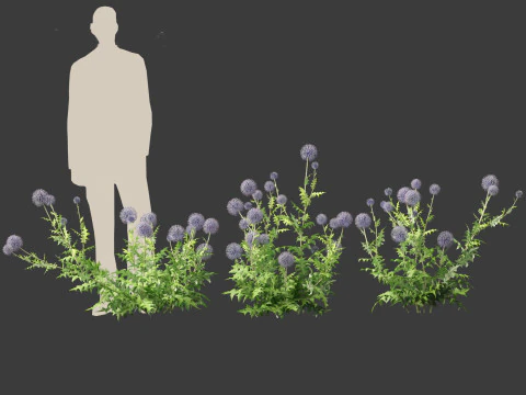 Echinops banaticus - Blue globe-thistle 3D Model