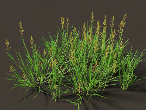 Echinochloa crusgalli - cockspur grass 01 Grass 3D Model