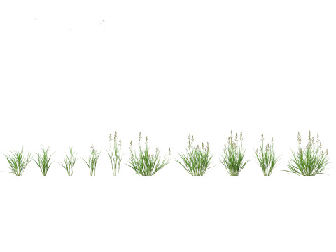 Echinochloa crusgalli - cockspur grass 01 Grass 3D Model