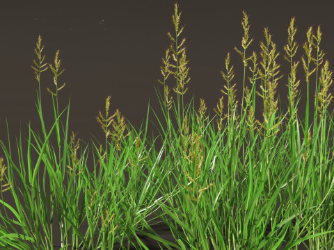 Echinochloa crusgalli - cockspur grass 01 Grass 3D Model