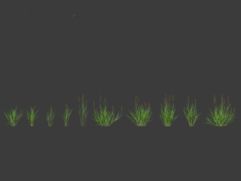 Echinochloa crusgalli - cockspur grass 01 Grass 3D Model