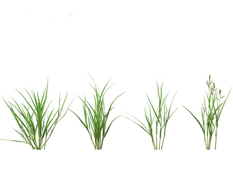 Echinochloa crusgalli - cockspur grass 01 Grass 3D Model