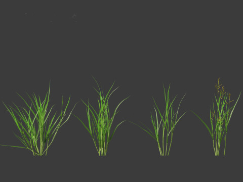 Echinochloa crusgalli - cockspur grass 01 Grass 3D Model