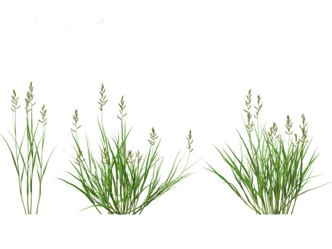 Echinochloa crusgalli - cockspur grass 01 Grass 3D Model