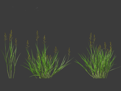 Echinochloa crusgalli - cockspur grass 01 Grass 3D Model