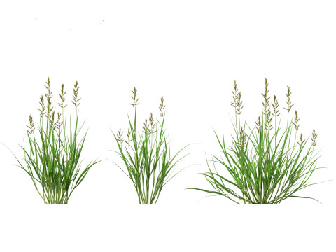 Echinochloa crusgalli - cockspur grass 01 Grass 3D Model