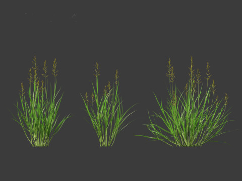 Echinochloa crusgalli - cockspur grass 01 Grass 3D Model