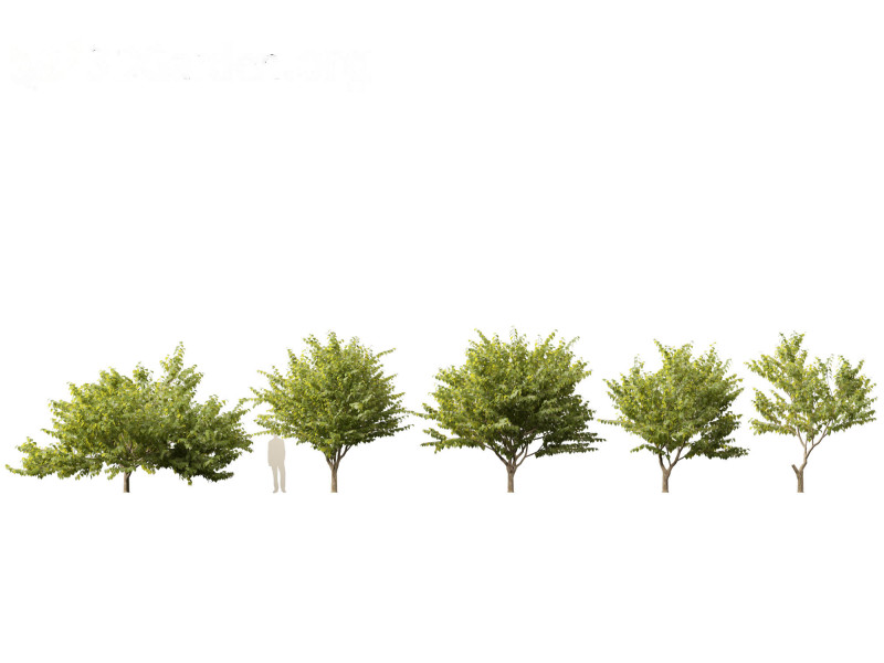 Eastern redbud - Cercis canadensis 3D Model .c4d .max .obj .3ds .fbx .stl .blend 