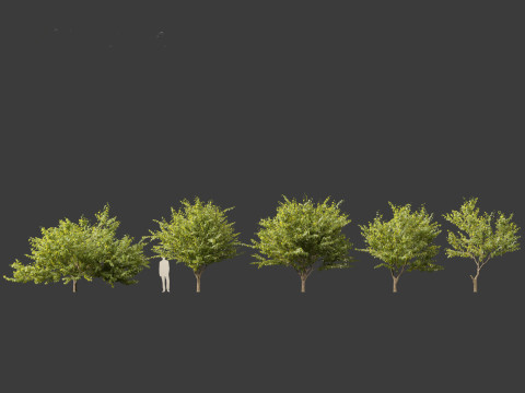 Eastern redbud - Cercis canadensis 3D Model