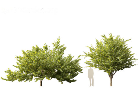 Eastern redbud - Cercis canadensis 3D Model