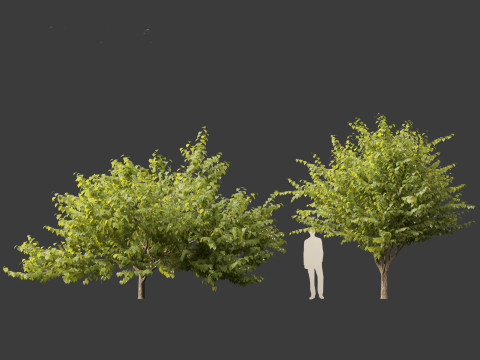Eastern redbud - Cercis canadensis 3D Model