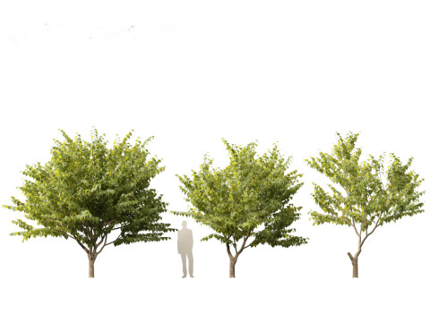 Eastern redbud - Cercis canadensis 3D Model